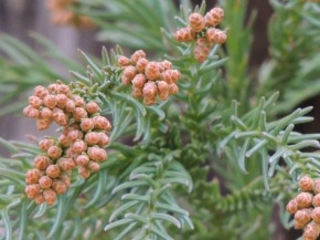 花粉症、コメを食べて抑制 抗原組み込み体を慣らす