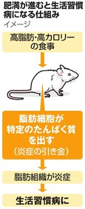 肥満から糖尿病・高血圧、引き金のたんぱく質解明 阪大