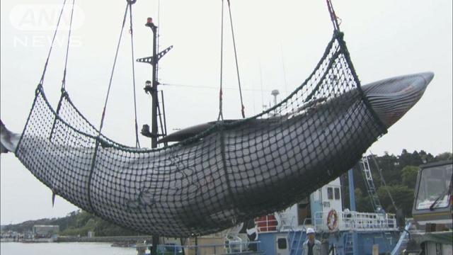 「日本の調査捕鯨、説明不十分」IWC専門家会合