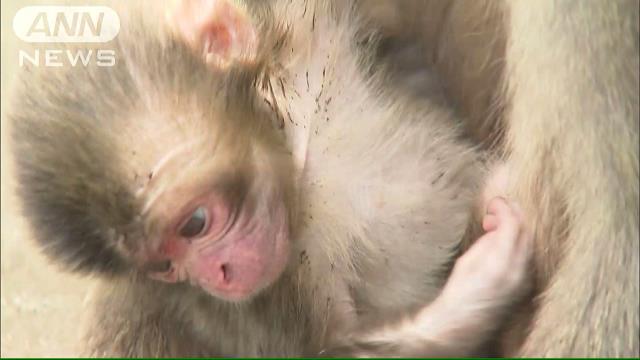 「シャーロット」取り消しか 高崎山の赤ちゃんザル