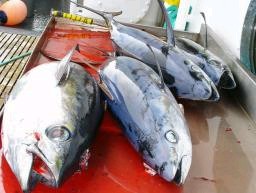 メバチマグロも乱獲深刻 太平洋、漁獲削減は不可避