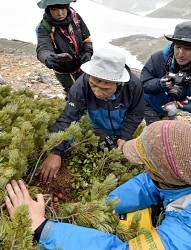 ニホンライチョウ：人工繁殖目指し卵採取 乗鞍岳・長野