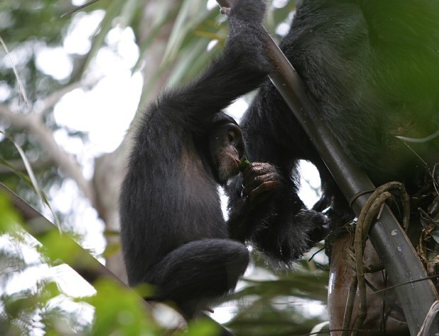 チンパンジー:樹上の酒宴 ヤシ発酵樹液、習慣的に ギニア