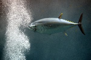 マグロ群泳、２２日に再開 大量死原因いまだ不明 葛西