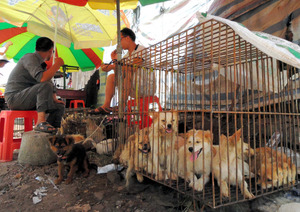 中国南部で「犬肉祭り」…愛犬家ら批判で自粛も
