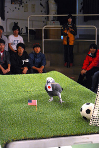 なでしこ６戦的中のオリビアちゃん、決勝予想は… 栃木