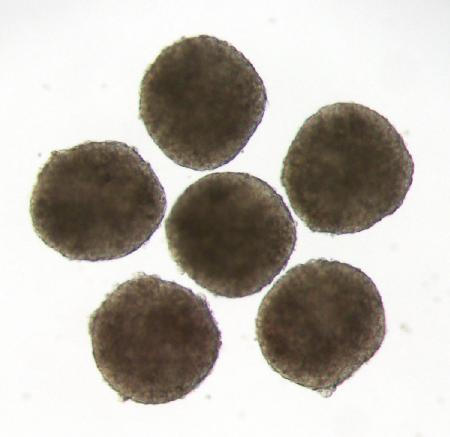 精子卵子のもと高効率作製、京大 人のｉＰＳ細胞から