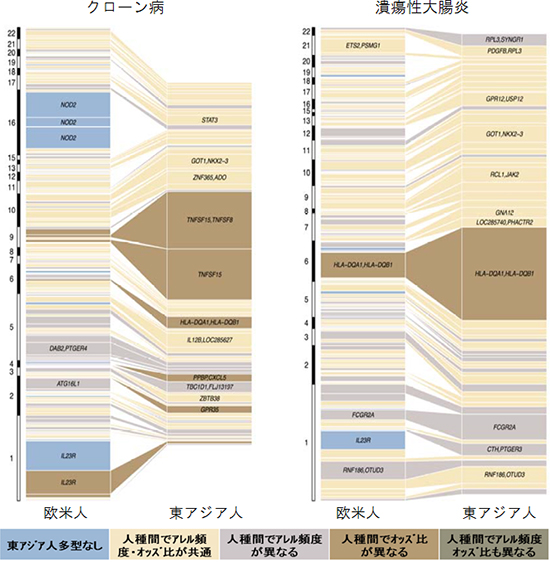 炎症性腸疾患、発症防ぐ物質発見…神戸大教授ら 2015年07月21日 17時39分