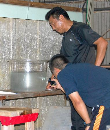 「近大マグロ」長崎・五島で完全養殖へ 2015年07月25日