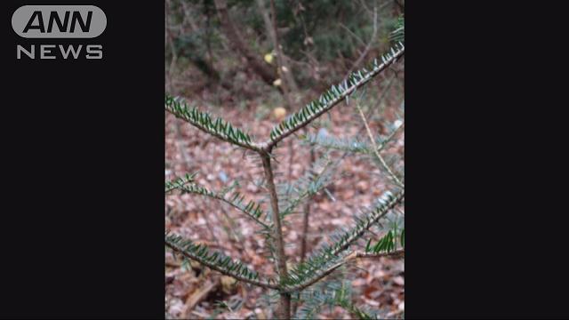 【福島民友新聞の社説】 国が原因究明を 帰還困難区域のモミの木形態変化
