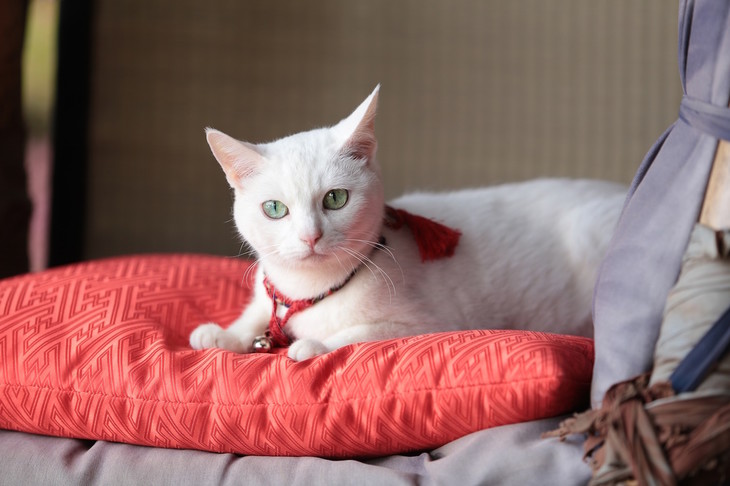 「猫侍」24分半の特別映像、白猫あなごがくつろぐ様子やメイキングなどを収録