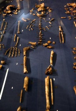 人類は手足から進化？南アの洞窟で新種人類化石 2015年09月11日 07時51分