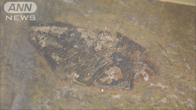 絶滅した甲殻類の化石３種発見 宮城の復興現場で東北大