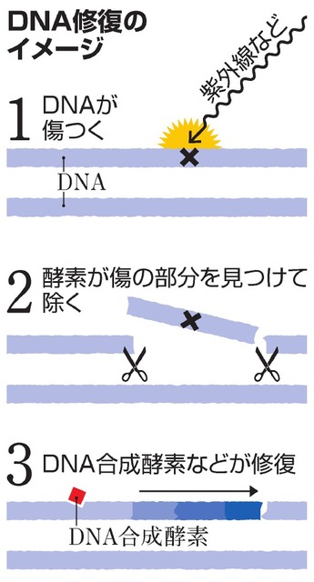 ノーベル化学賞は日本人受賞なし…自然科学系“３冠”ならず