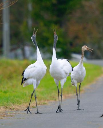 北海道でタンチョウ、紅葉に舞う 秋深まる鶴居村