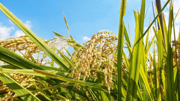 TPP大筋合意 「食の安全」にまつわる検証と説明は不十分だ