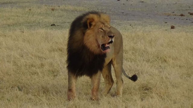 ジンバブエ、人気ライオン殺害の医師を訴追せず