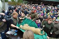 殺処分のライオンを公開解剖 子供含む希望者に デンマークの動物園