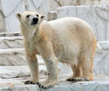 ２２歳雌のホッキョクグマ死ぬ 名古屋市の東山動植物園