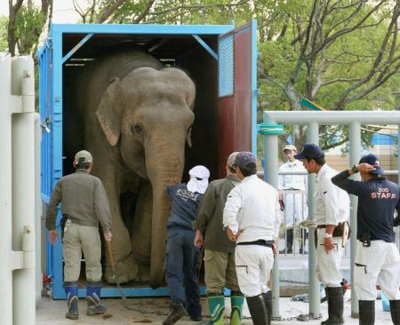 38歳の妊娠ゾウ、千葉に 国内最高齢出産に備え