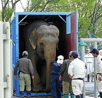 38歳ゾウ「アーシャー」出産へ旅立ち 2015年10月22日