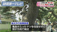 神の道のマツに亀裂で緊急点検（静岡県）