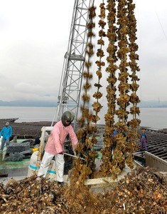 広島のカキ、１カ月遅れで解禁 昨夏の種カキ少なく