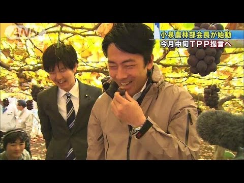 小泉進次郎氏、ミカン農園視察…「成長産業に」 2015年11月03日 09時49分