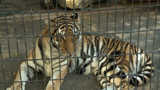 夜間の動物園に侵入、トラに手をかまれ重傷 米