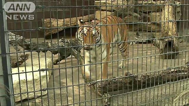 女性が真夜中の動物園に侵入、トラに手をかまれ大けが