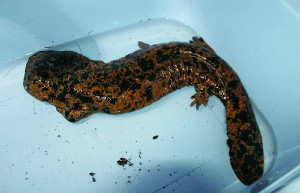 人より長寿、世代超えオオサンショウウオ調査へ 2015年11月09日 09時01分