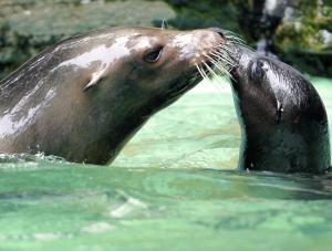 動物園で人気のアシカ死ぬ…不法侵入者が虐待か 2015年11月10日 19時02分