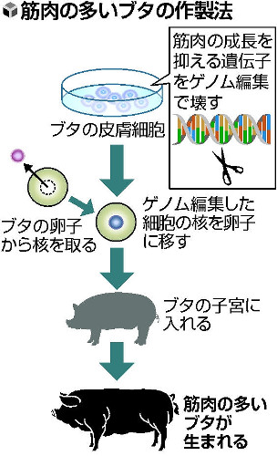 ゲノム操作でブタの筋肉倍増に成功…明大など 2015年11月13日 09時14分