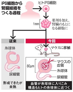 ヒトｉＰＳの腎臓組織、成長に成功 熊本大グループ