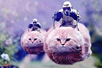 警官の代わりに「猫」投稿＝ネットや報道も対テロで協力－ベルギー