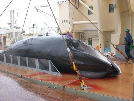 調査捕鯨、年内にも再開 ２年ぶり 反捕鯨国の反発必至