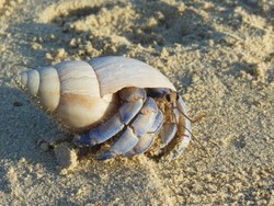 辺野古ヤドカリ移動を同意 - 文化庁が沖縄防衛局に