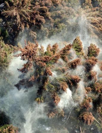 花粉の飛散開始、16年は例年並み 環境省予測