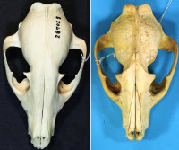 日本のタヌキは固有種 帯広畜産大、頭骨で裏付け