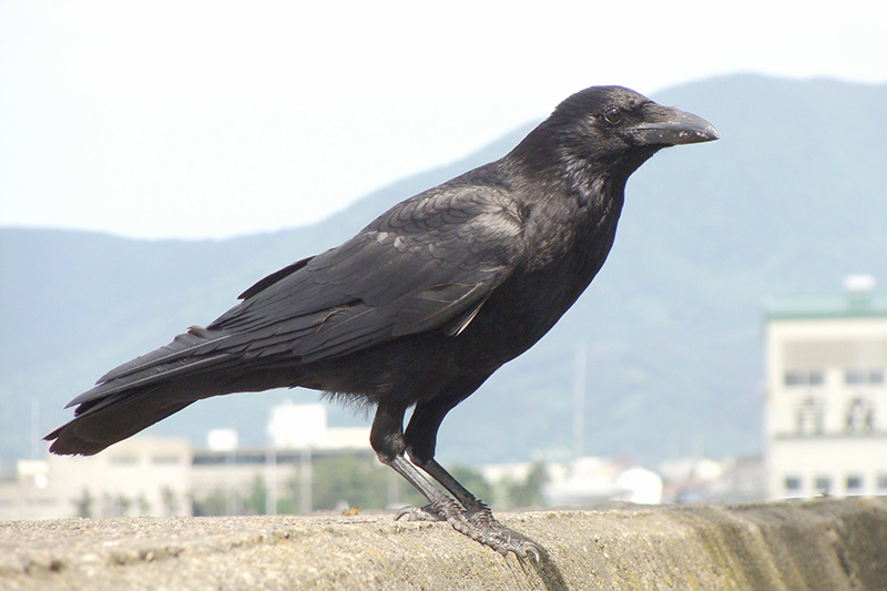 福島県鏡石町のカラス大量死、胃の内容物や油揚げから殺虫剤「シアノホス」検出