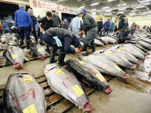 築地最後の初競り、マグロ最高値は1400万円 2016年01月05日 10時46分
