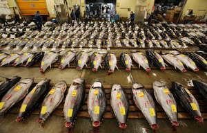 築地市場で最後の初競り マグロ最高値は１４００万円