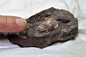 世界最小、恐竜の卵? 密集、巣の可能性 兵庫