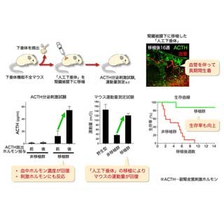 ヒトＥＳ細胞から脳下垂体を作製 名大・理研チーム