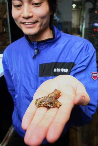 新種ナマコ 名は「チオーネ・スサミエンシス」