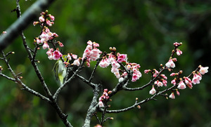 寒波到来のさなか…「桜まつり」始まる 沖縄・本部