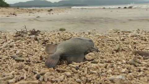 沖縄・宮古島で魚“仮死状態” 海水温低下で？