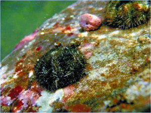 激減のウニ、意外とえり好み？…好きな海藻特定 2016年01月24日 20時34分