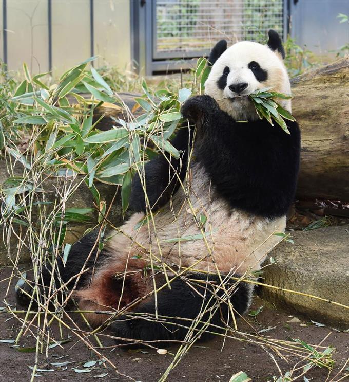 上野のパンダ、しばらくお別れ 繁殖準備で一般公開中止