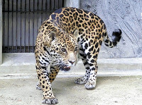 国内最高齢ジャガー死ぬ 2016年02月04日